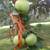 BALLED AND BURLAP EVERGREENS- ARBORVITAES- SHADE TREES AND MORE (SALE) 2 thumbnail
