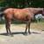 Colorado Ranger registered Mare great kids or beginner adult  horse 5 thumbnail