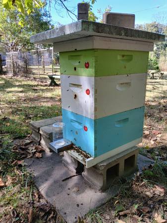 Bee Hive 1