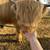 Scottish Highland Bull 6 thumbnail