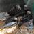 Baby Hand fed Cockatiels 1 thumbnail