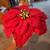 Poinsettias 1 thumbnail