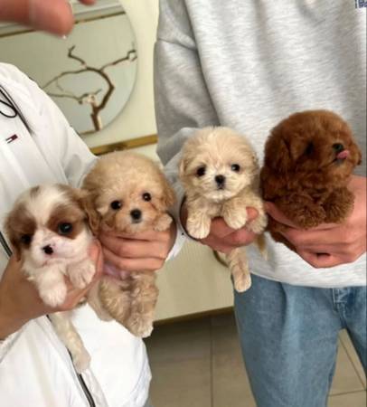 Eight Week MaltiPoo 1