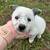 Border collie blue heeler cross 5 thumbnail