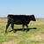 Black Bred Heifers 10 thumbnail