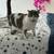 Male Cat 2 thumbnail