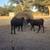 Angus pair 3 thumbnail