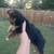 Yorki female puppy 2 thumbnail
