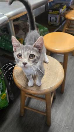 Free kittens to good home plus shots and fixing (Sheepshead Bay Brooklyn)63871121646595123