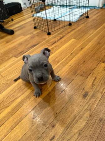 Rehoming microbully (Brooklyn)63850156509825121