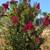 Crepe Myrtle 7 thumbnail