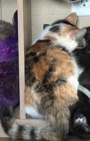 Needing good home 1