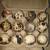 Quail eggs 1 thumbnail