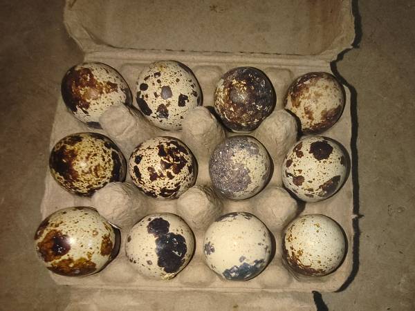 Quail eggs 1