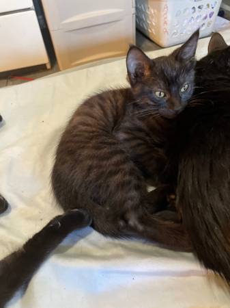 kitten is ready for forever home 1