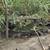 Duckling 1 thumbnail