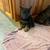 German shepherd puppies for sale 5 thumbnail