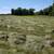 2025 First Crop Grass Mix Hay 11 thumbnail