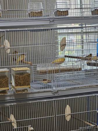 Canaries (77407)63859317631747123