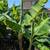 Banana Tree 🍌🍌 8 thumbnail