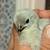 Lavender Pullets 1 thumbnail