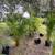 Areca palms 6 thumbnail