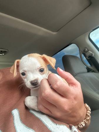 chihuahua 1