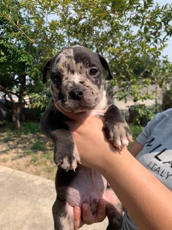 Male puppy 1