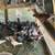 Pigeons 5 thumbnail