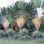 Traveler's Palms ///// RAVENALA madagascariensis 2 thumbnail