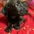 12 weeks old puppy 7 thumbnail