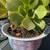 Succulents 4 thumbnail