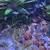 FREE Fish - shell dwelling Cichlids (multis) 5 thumbnail