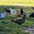 Layer hens 4 thumbnail