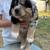 Standard Aussie puppies 11 thumbnail