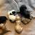 rehoming six week old cavapoo puppies 2 thumbnail