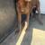 German shorthair pointer 2 thumbnail