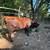 Cattle--Dexter Heifer 5 thumbnail