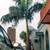 Cuban Royal palms ///// Roystonea regia 5 thumbnail