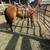 3 year old mare 4 thumbnail