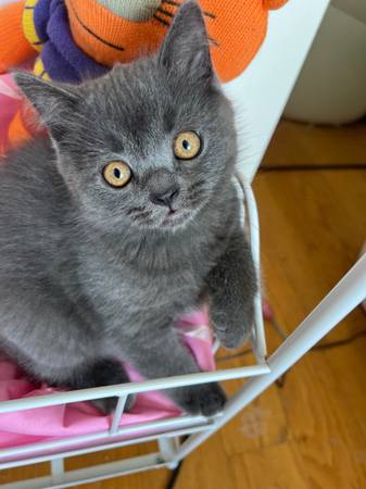 Scottish straight  kitten (Brooklyn)63866980383235121