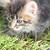 Cute kittens 8 thumbnail