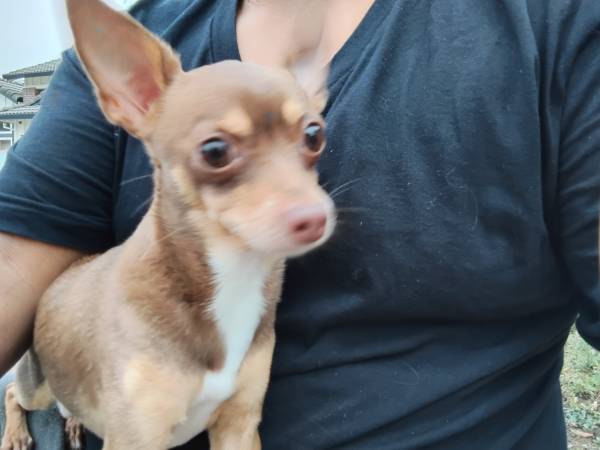 Small Chihuahua (santa rosa)63683376866819120