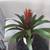 Colorful plants in cermic planters 3 thumbnail
