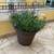 LARGE PLANTS WITH LIGHT WEIGHT MODERN POT...price in pesos each 3 thumbnail