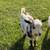 Nigerian dwarf goat 3 thumbnail