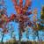 Shumard Red Oaks - Fall Color Shade Trees 5 thumbnail