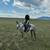 Mustang Gelding 4 thumbnail