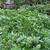 Watercress, the perfect pond filtering plant or hydroponic plant 2 thumbnail