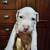 Pitbull/Bully pups 10 thumbnail